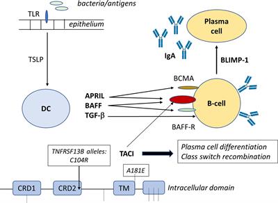 Innate Mechanisms in Selective IgA Deficiency